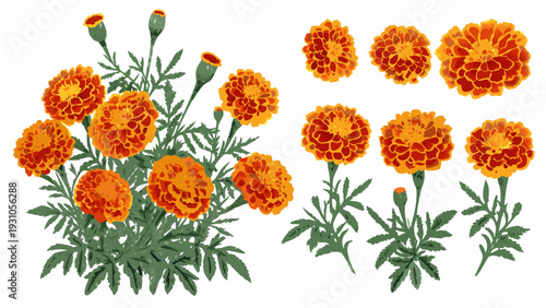 A collection of vibrant orange and red marigold flowers with green stems