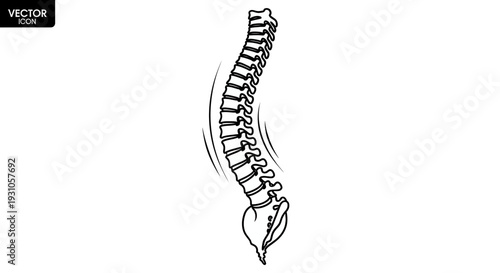 Human Spine Anatomy Illustration - Vertebrae and Curve