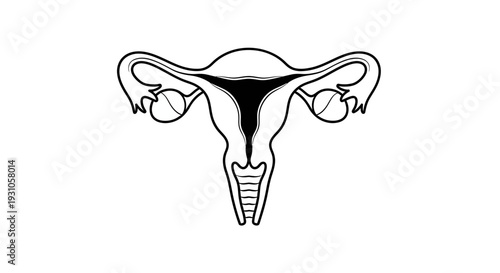 Female Reproductive System Anatomy Diagram - Uterus, Fallopian Tubes, Ovaries