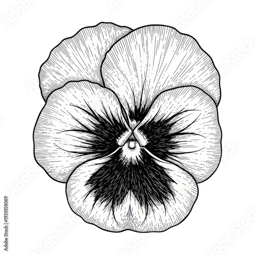 Vintage Pansy Flower Illustration - Black and White Botanical Line Art
