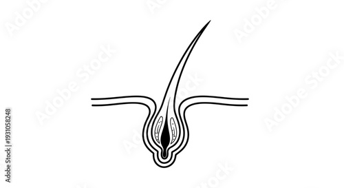 Close-up illustration of a hair follicle and hair strand emerging from the skin