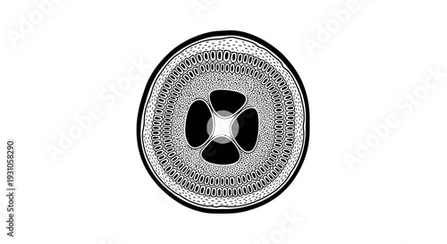 Cross Section of Cucumber: Detailed Botanical Illustration of Plant Anatomy