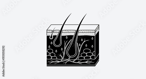 Cross-section of human skin showing hair follicles, sebaceous glands, and sweat glands