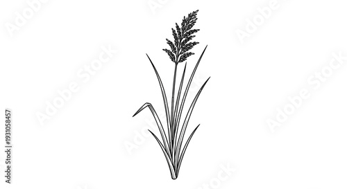 Black and White Sketch of a Tall Grass Plant with Seed Head and Leaves