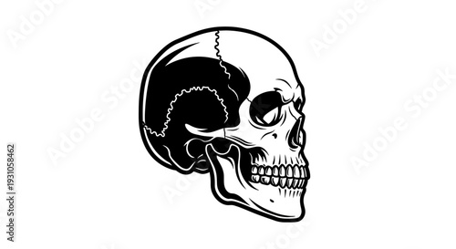 Black and White Skull Illustration, Side View, Detailed Anatomy, Gothic Art Style