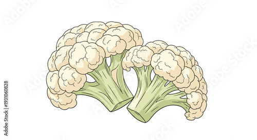 Fresh and healthy cauliflower florets illustrated with realistic details and soft green stems on a clean white background.