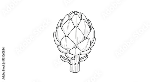 Detailed black and white engraving style illustration of a fresh artichoke showing its complex layered leaves and thick stem.