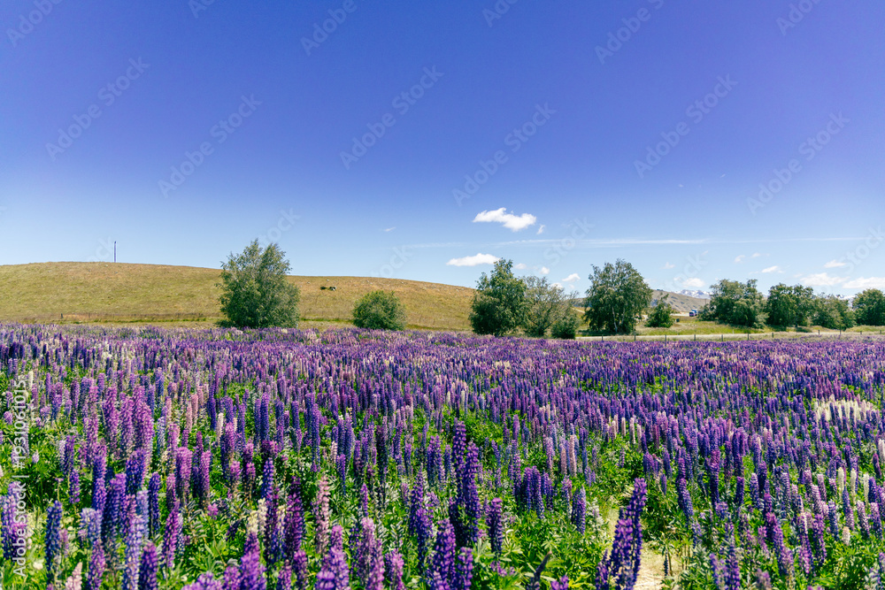 Fototapeta premium Vast Purple Lupine Meadow Under Clear Sky