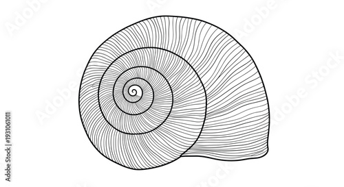 Detailed black and white line art illustration of a spiral seashell showing intricate patterns and natural textures.
