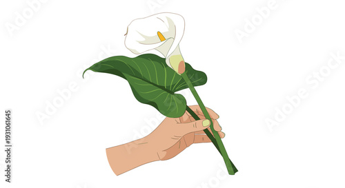 Human hand holding a single elegant white calla lily flower with a long green stem and leaf against a white background.
