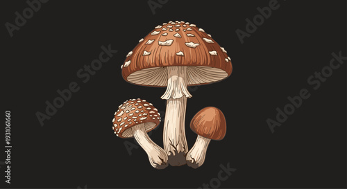 Group of three detailed brown mushrooms with white speckled caps illustrated on a solid dark background for botanical art.