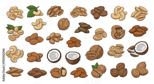 Comprehensive collection of various nuts including walnuts, almonds, cashews, pecans, and coconuts for healthy snacking.