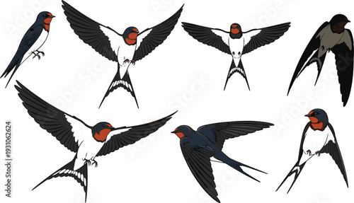Set of barn swallow bird characters in various flight and perched poses featuring colorful plumage and distinctive fork tails isolated on white background for nature design