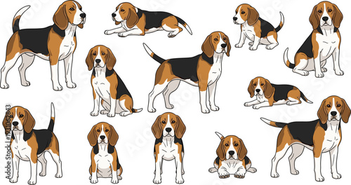 Collection of beagle dog characters in various poses including standing sitting lying down and walking isolated on white background for veterinary and pet design