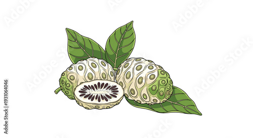 Detailed illustration shows whole and sliced noni fruits with their bumpy skin and seeds alongside green leafy foliage.