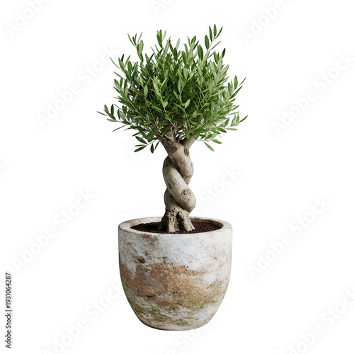 A bonsai tree in a decorative pot on a white background