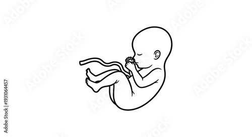 Fetus Development, Embryo Stage, Human Gestation, Medical Illustration, Black and White Outline