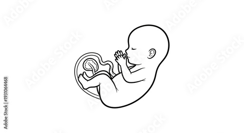 Fetus in womb, illustration of human development and pregnancy