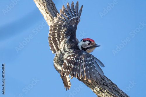 Lesser Spotted Woodpecker (Dryobates minor) on tree trunk against clear blue sky