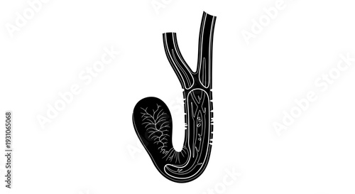 Abstract Black and White Illustration of Digestive System Anatomy