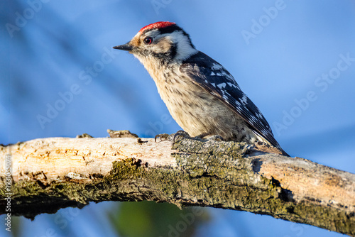 Lesser Spotted Woodpecker (Dryobates minor) on tree trunk against clear blue sky