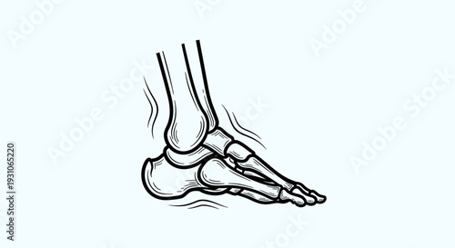 Anatomical Illustration of the Human Foot Bones and Ankle Joint