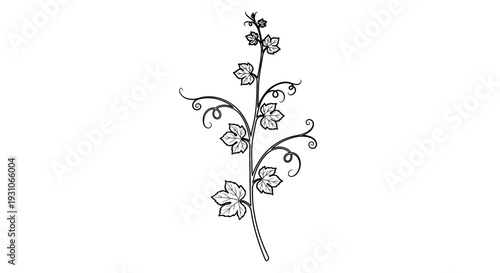 Vine Branch with Leaves and Tendrils - Black and White Vector Illustration