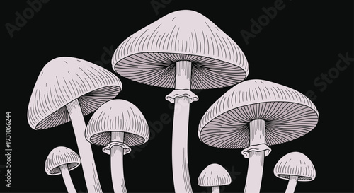 Group of delicate mushrooms with tall stems and broad caps illustrated with fine lines against a solid black background.