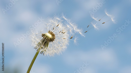 A delicate dandelion puffball releases its feathery seeds into the gentle breeze against a clear blue sky, symbolizing new beginnings and the passage of time in nature's cycle