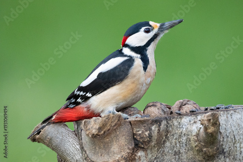 Great Spotted Woodpecker (Dendrocopos major) on a tree in nature