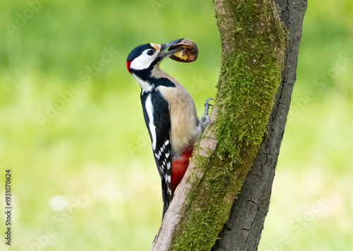Great Spotted Woodpecker (Dendrocopos major) on a tree in nature