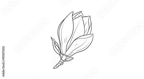 Graceful botanical line art illustration depicting a developing magnolia flower bud with