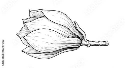 Elegant botanical line art illustration of a delicate flowering bud on a slender stem, capturing
