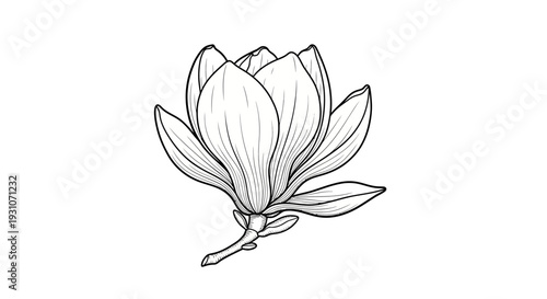 Elegant hand-drawn botanical illustration of a blooming magnolia flower for creative projects