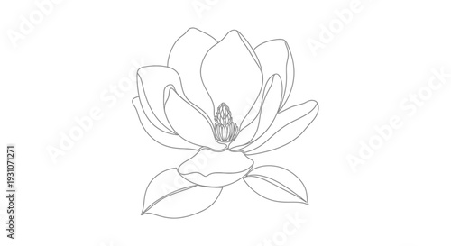 Elegant minimalist line art drawing of a beautiful magnolia flower capturing botanical grace