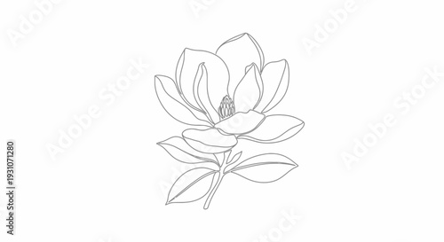 Elegant single line art magnolia bloom illustration on white background minimalistic botanical