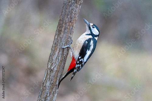 Great Spotted Woodpecker (Dendrocopos major) on a tree in nature