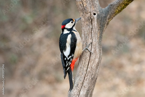 Great Spotted Woodpecker (Dendrocopos major) on a tree in nature