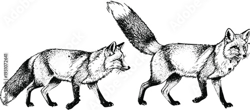 Engraved fox illustration set with two walking poses, detailed black line vector artwork representing wildlife, forest animals, nature study, and vintage animal engraving style