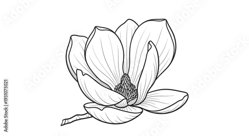 Elegant botanical outline illustration of a blooming magnolia flower with intricate petal details
