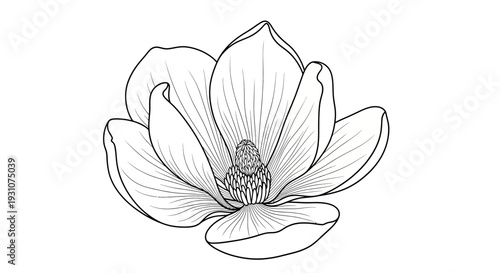 Elegant botanical line art illustration featuring a delicate blooming flower perfect for design