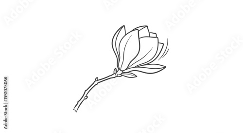 Elegant minimalist line drawing of a blossoming magnolia flower on a slender branch