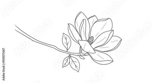 Elegant botanical line art of a blooming magnolia flower on a slender branch perfect for design