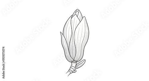 Elegant monochrome magnolia flower bud drawing, showcasing nature's delicate beginning and