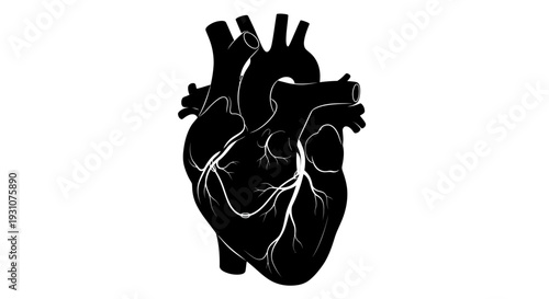 Detailed anatomical human heart silhouette highlighting vital circulatory components essential for