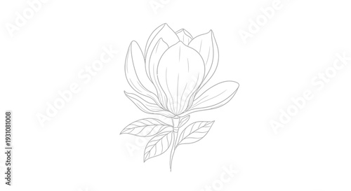 Elegant hand-drawn magnolia blossom line art illustration showcasing floral beauty and delicate