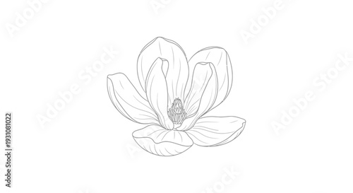 Elegant Hand-Drawn Magnolia Blossom Line Art Illustration for Serene Botanical Themes and Design
