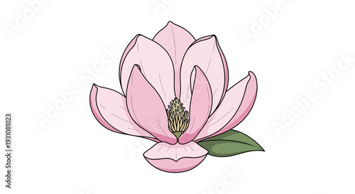 Elegant pink magnolia blossom with delicate petals and a vibrant pistil on a clean white background