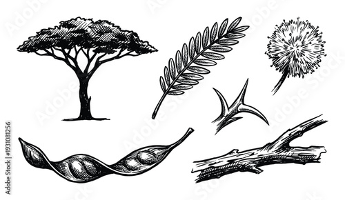 Acacia tree drawing with leaves, thorns, seed pods, and branch in detailed hand-drawn illustration