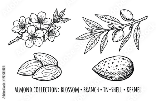 Almond collection blossom branch in-shell kernel vector illustration. Hand-drawn botanical elements set